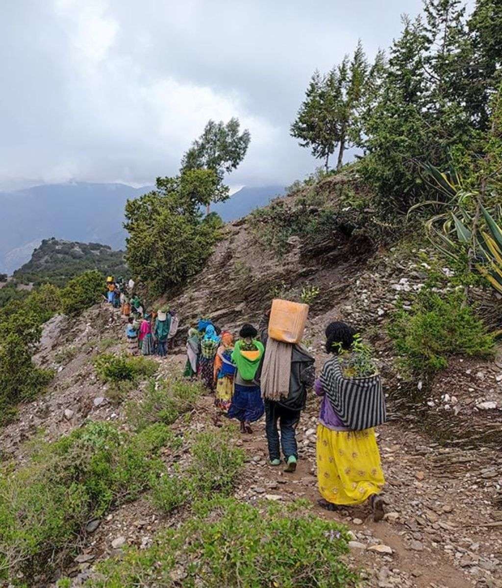 Planting Trees: WeForest Partnership