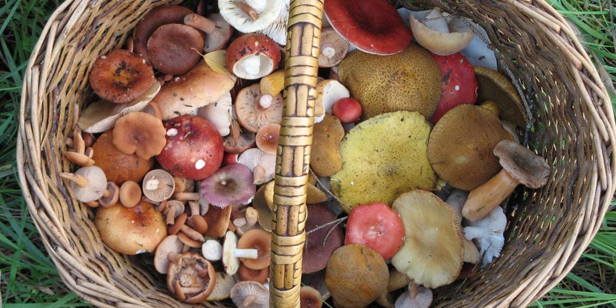 FCI London autumn interiors: earthy palette, boucle, wood accents and cosy layers.