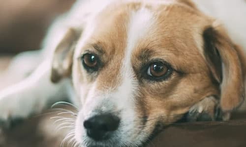 Are Polyester Sofas Actually Good for Pet Owners?